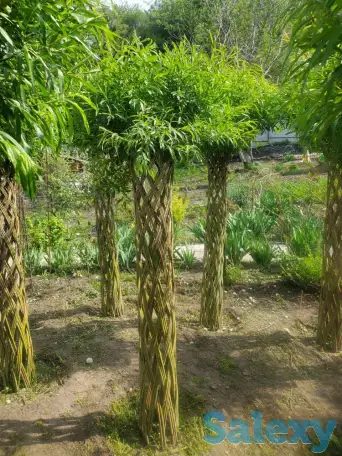Плетеная ива (сибирская пальма) для Вашего сада!, фотография 1