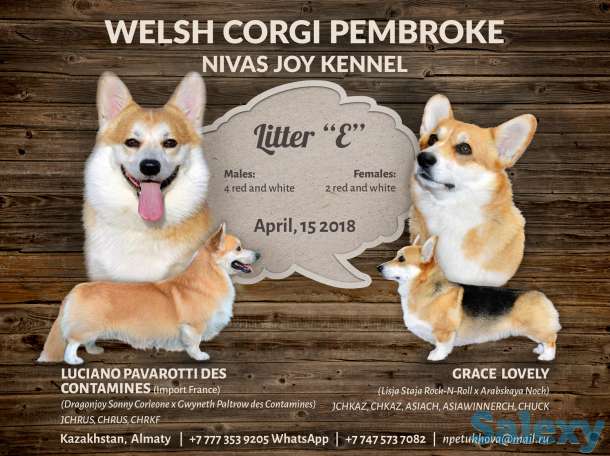 Карликовая овчарка Вельш Корги Пемброк., фотография 2