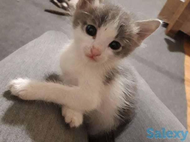 Отдам котят в хорошие руки!, фотография 2