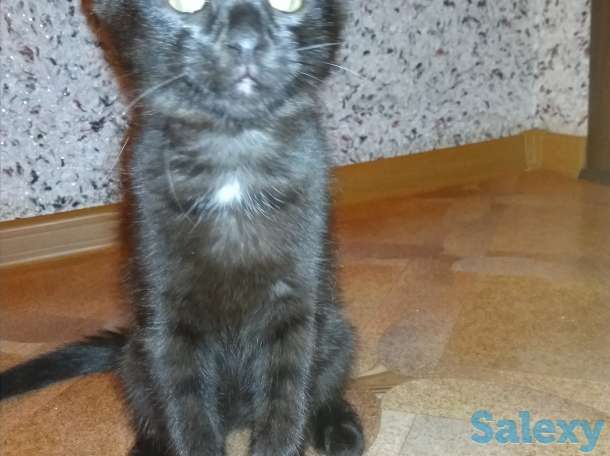 Котята, фотография 4