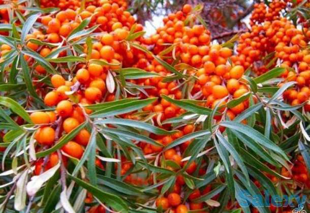 Саженец облепихы 