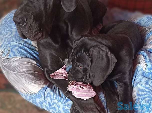 Продам щенков немецкого дога, фотография 9