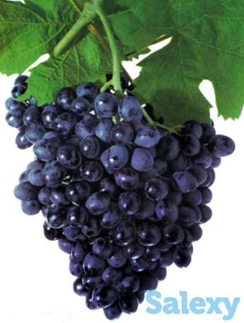 Саженцы винограда, фотография 4