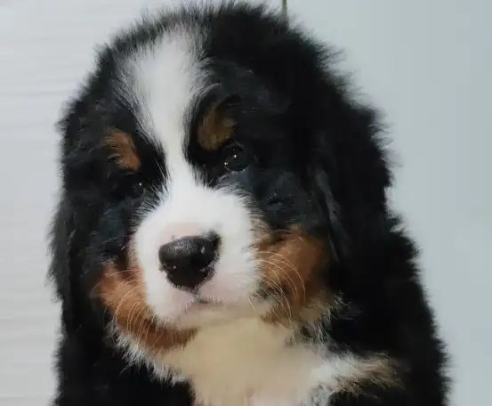 Щенки Бернского зенненхунда, фотография 1