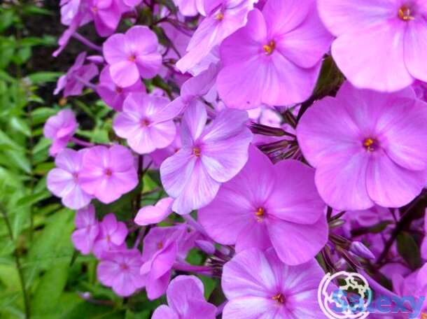 Флокс пирамидальный Альфа, фотография 1