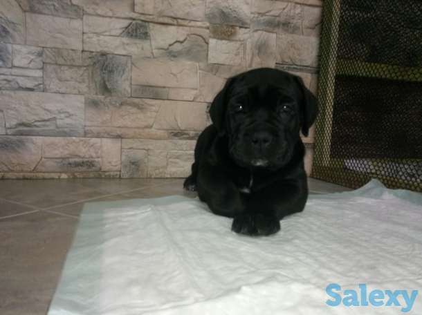 Продам алиментного щенка Кане Корсо, фотография 2
