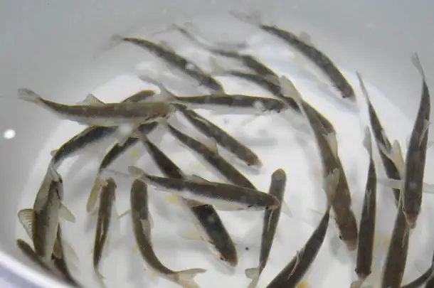 Живец мелкий по 65тг с8.00 до 20.00, фотография 1