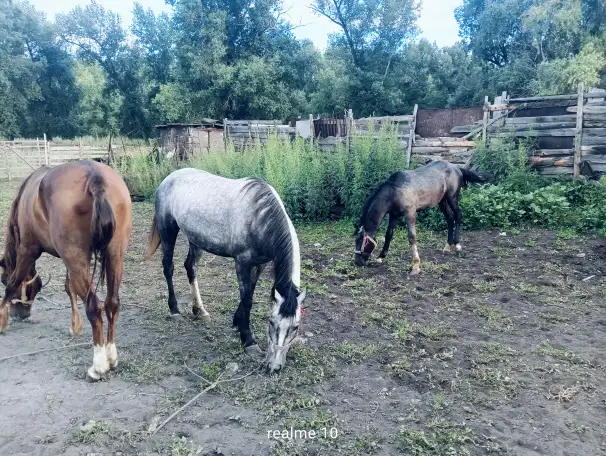 Продам лошадей Орловской породы в Усть - Каменогорске, фотография 5