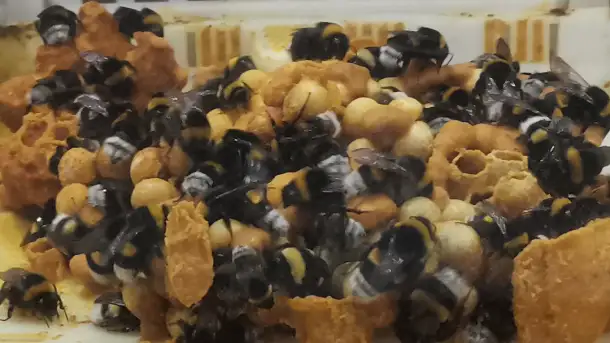 Шмелиная семья БиоИнновации Стандарт. Для опыления растений., фотография 5