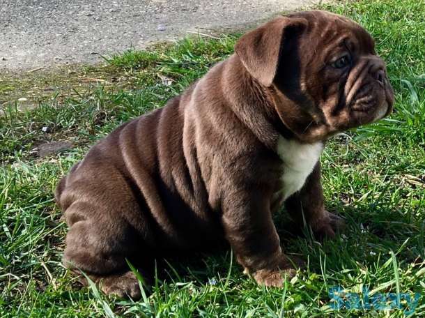 Английский бульдог, фотография 4