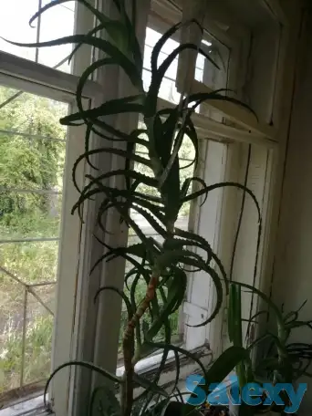 продам недорого комнатные цветы, цена по договорённости., фотография 2