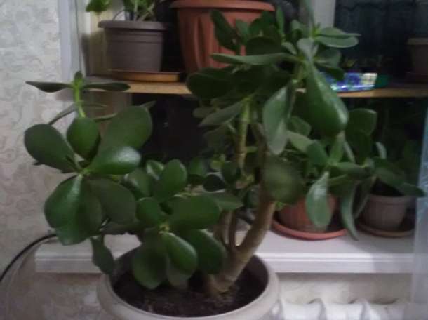 Продам цветок 