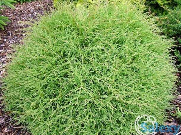 Туя шаровидная Мистер Боулинг Болл, фотография 1