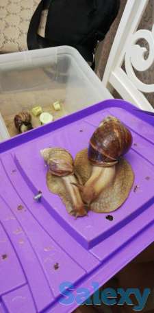 Улитки, фотография 2