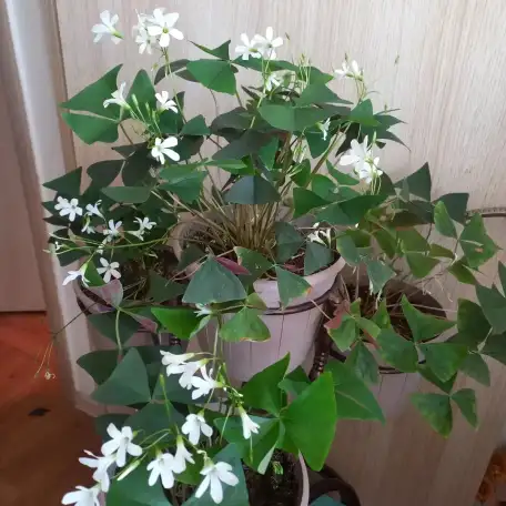 Цветок оксалис, фотография 1