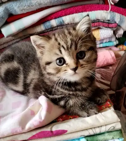 Продаются Шотландские котята, фотография 7