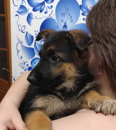 Щенки 100 немецкой овчарки, фотография 1