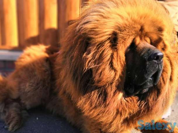 Щенки тибетского мастифа, фотография 5