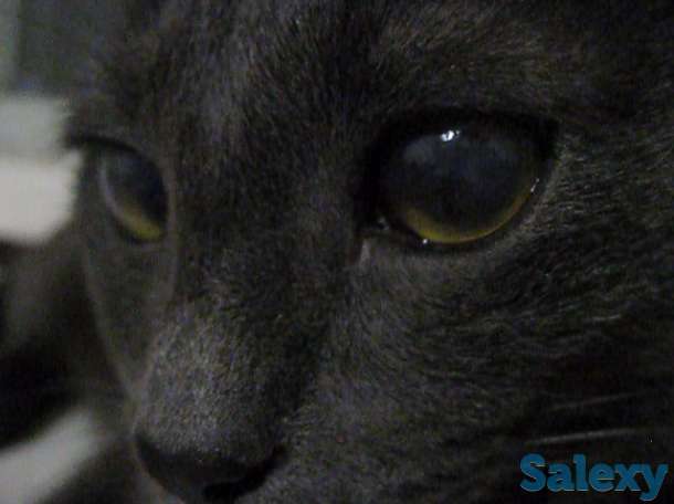 Кличка кота Нешик порода Русская голубая, фотография 7