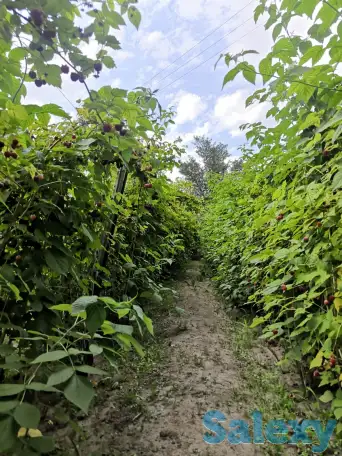 Дача 15 соток, Алматинская область, Талгарский район, с.о. Кендалинский, с. Кендала, с/т Медик-, фотография 13