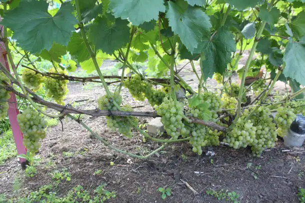 Продам саженцы винограда, фотография 2
