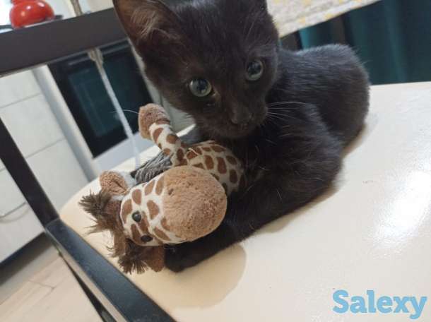 Котеночек ищет родных людей, фотография 1