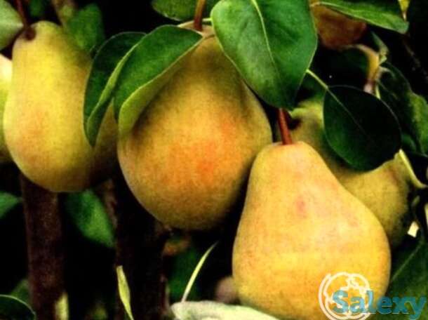 Груша купава, фотография 1