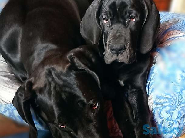 Продам щенков немецкого дога, фотография 10