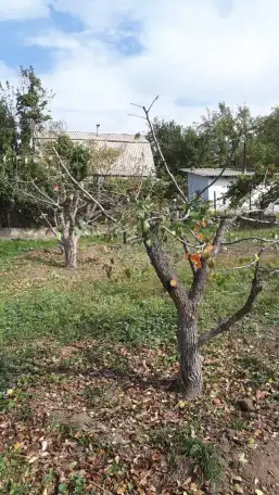 Спил сруб деревьев, фотография 3