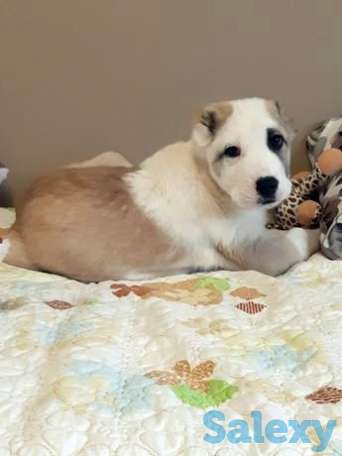 Продам мальчишку Алабая, фотография 1