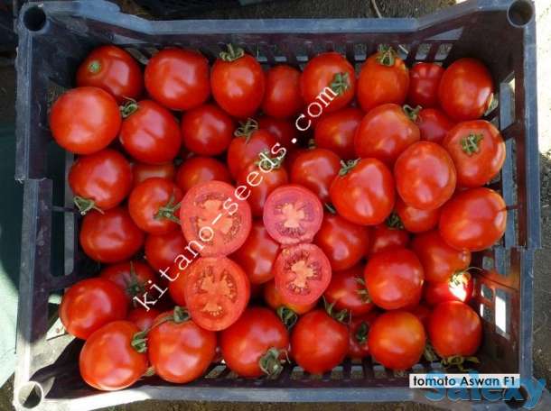 Семена грунтового томата АСВОН F1, KITANO SEEDS, фотография 1
