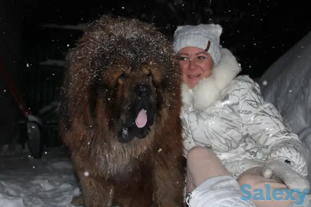 Продам щенков тибетский мастиф, фотография 3