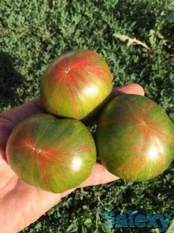 Рассада томатов, фотография 4