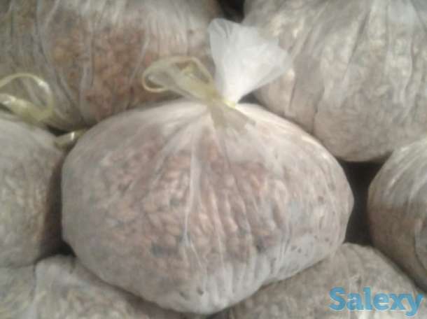 Мицелий Вешенки, фотография 2