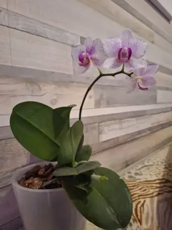 Продам орхидеи, фотография 1