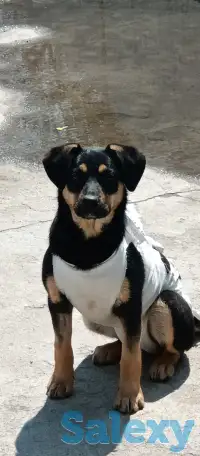 Зита ищет дом. Доставлю!, фотография 2