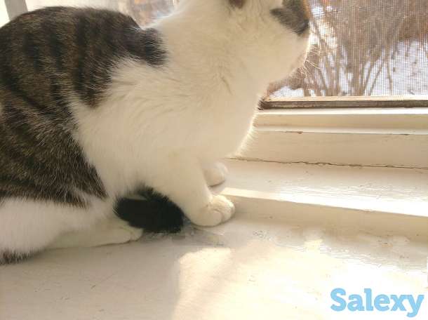 Подарю котят в хорошие ручки), фотография 1