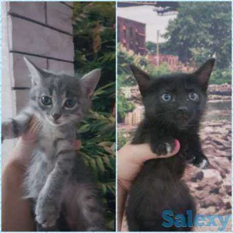 Отдам котят в добрые руки, фотография 1