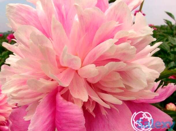 Пион ивнинг дрим, фотография 1