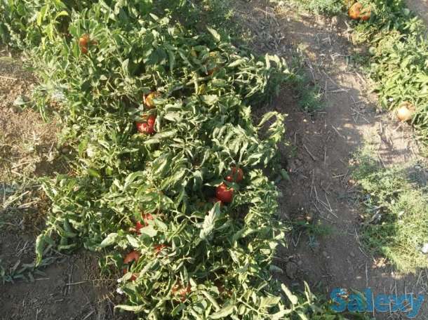 Семена розовых томатов помидор Pink Matador, фотография 3