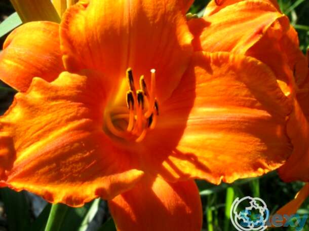 Лилейник Мауна Лоа, фотография 1