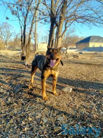 Бойцовский ит . Порода : Питбуль, фотография 1