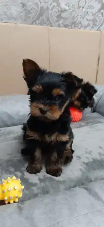 Щенки йоркширского терьера, фотография 5