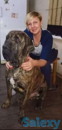 Бразильский мастиф, фотография 1