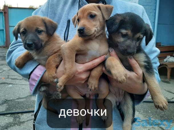 Отдам щенков, фотография 1