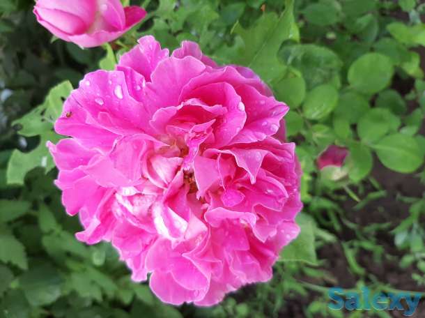 Продам дачу, С/ о Факел, фотография 5