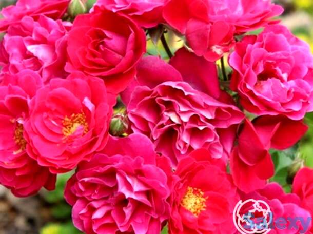 Роза джордж ванкувер канадская парковая п/с, фотография 1