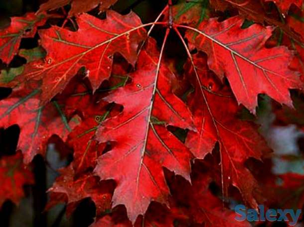 КРАСНЫЙ ДУБ, КЕДР, фотография 1