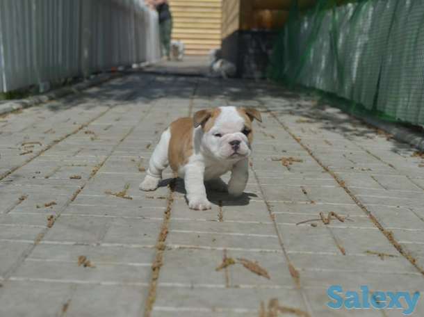 Английский бульдог, фотография 4