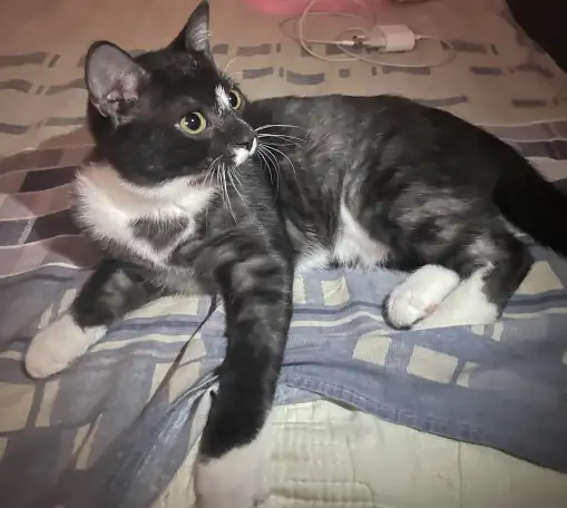 Отдам котенка мальчик, фотография 1